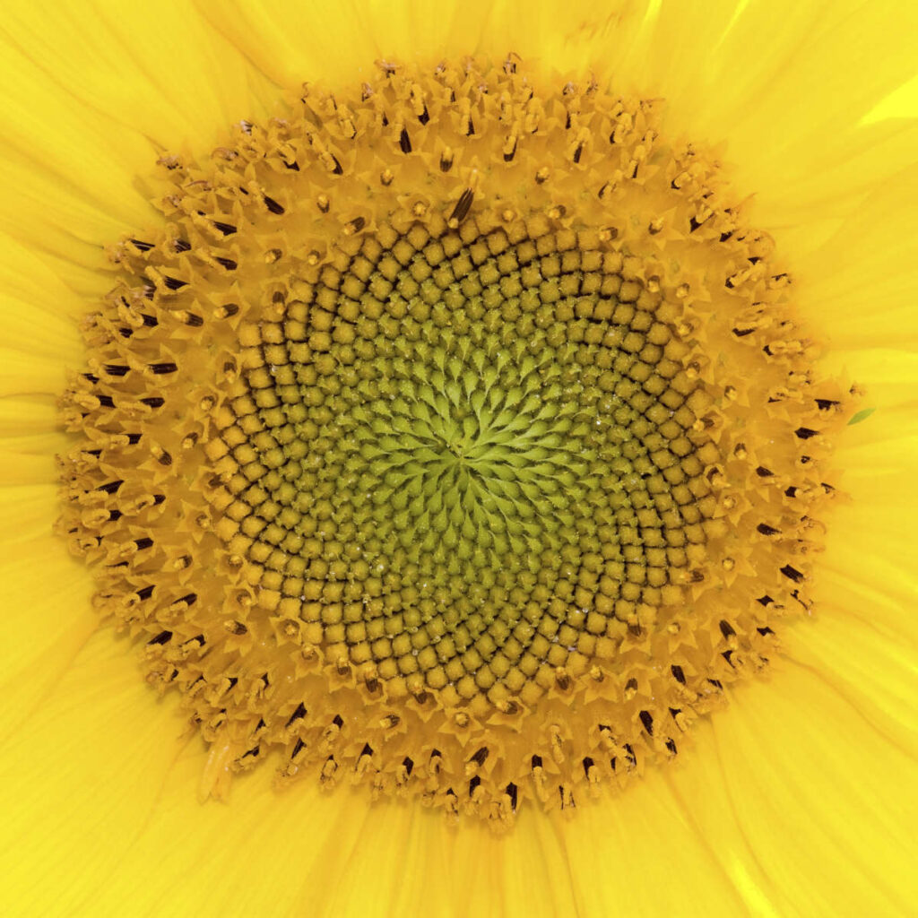 Sunflower seed pattern