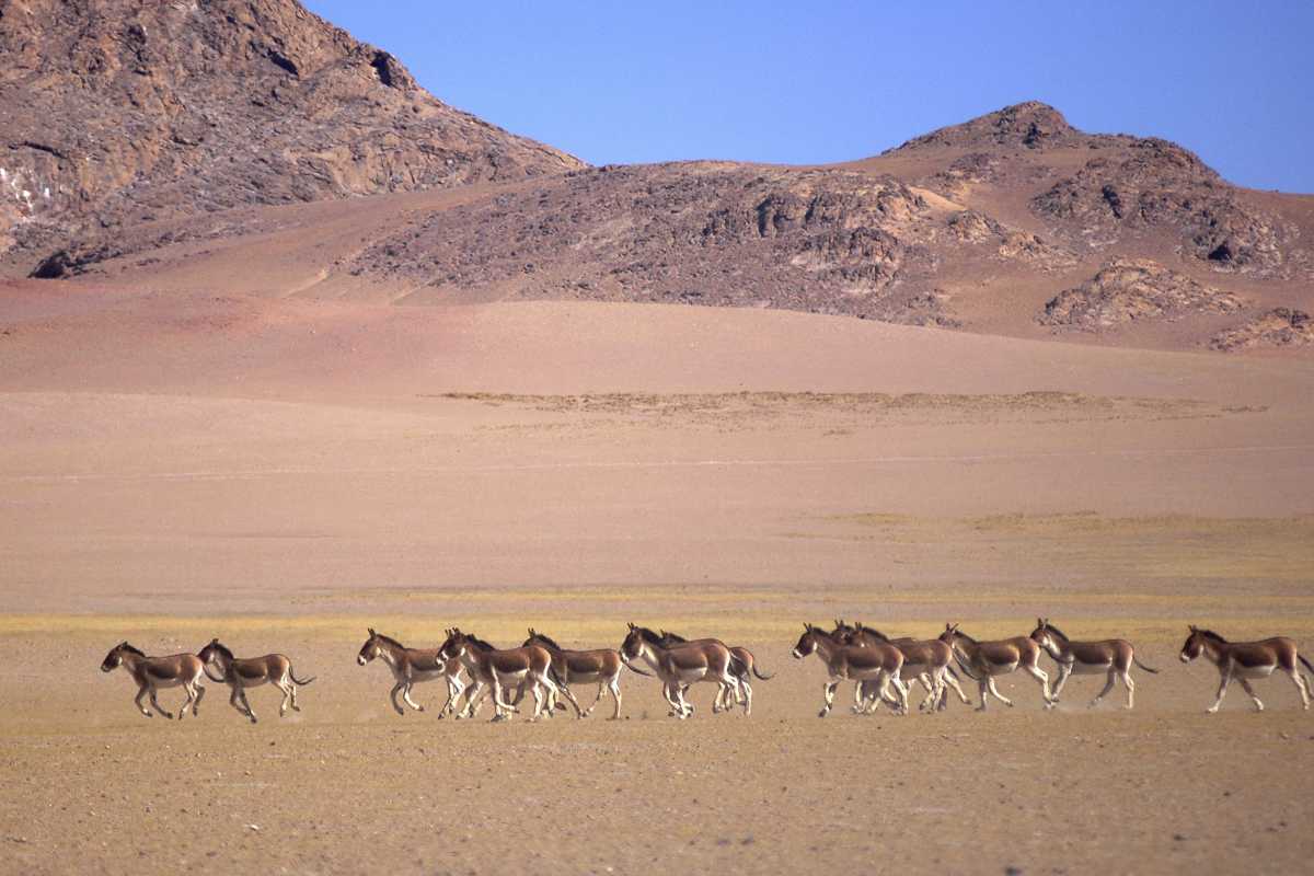 Are donkeys horses or a separate species? - Factopolis