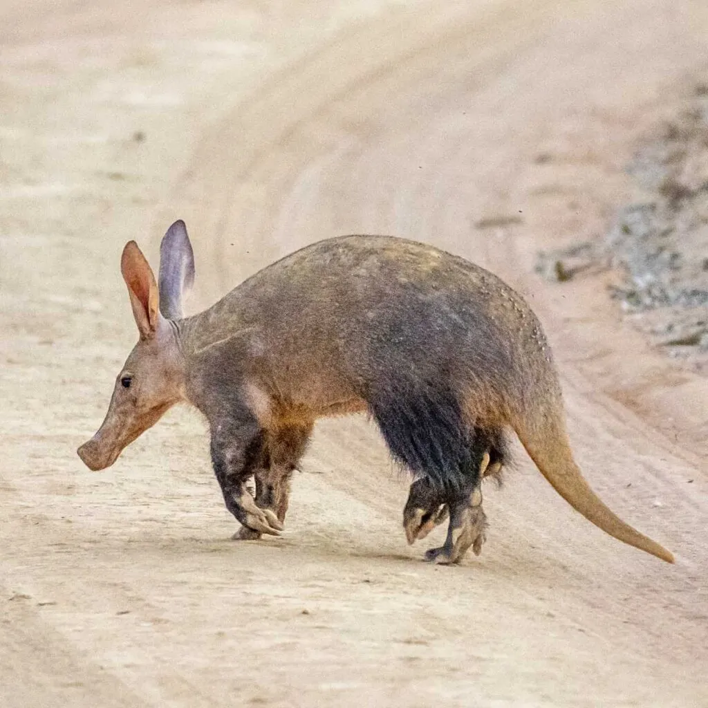 Facts About Aardvarks - Factopolis