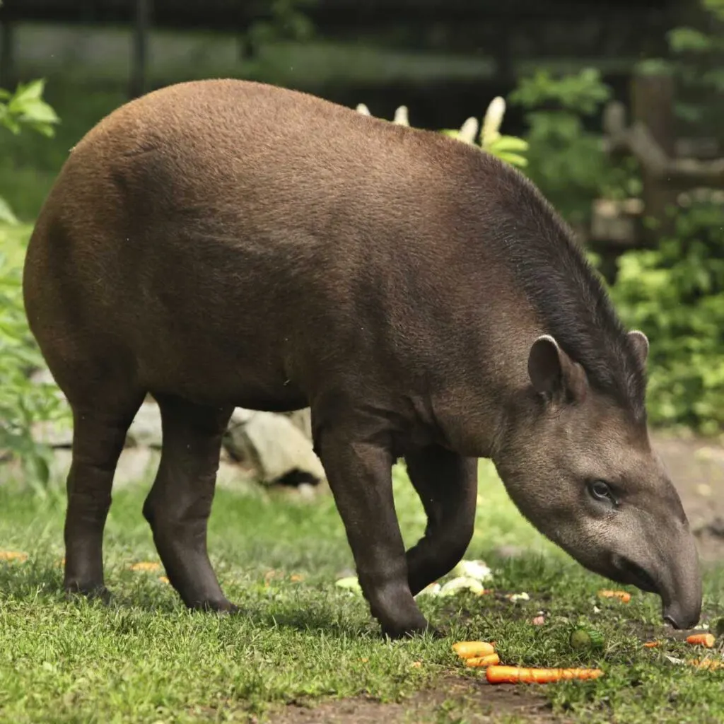 10 Interesting Facts About Tapirs - Factopolis