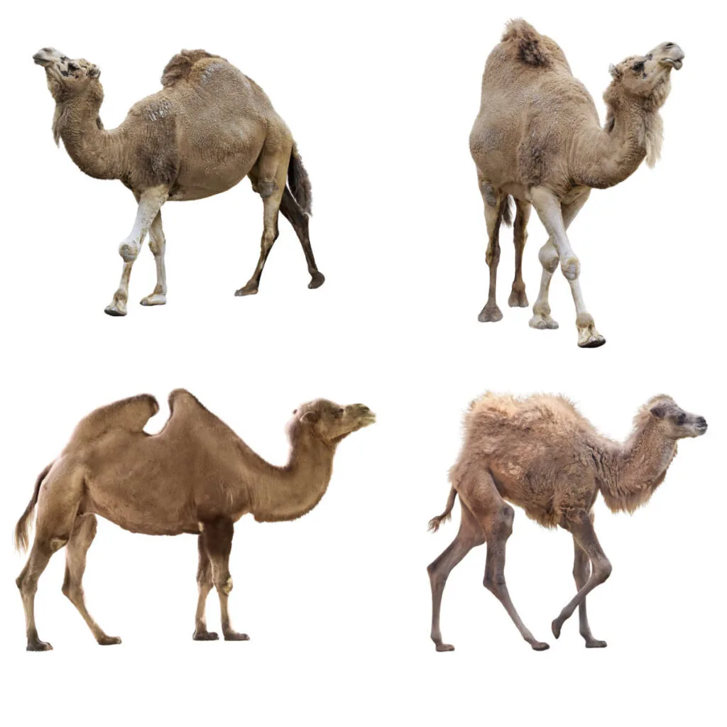 Types of Camels (with photos) - Factopolis
