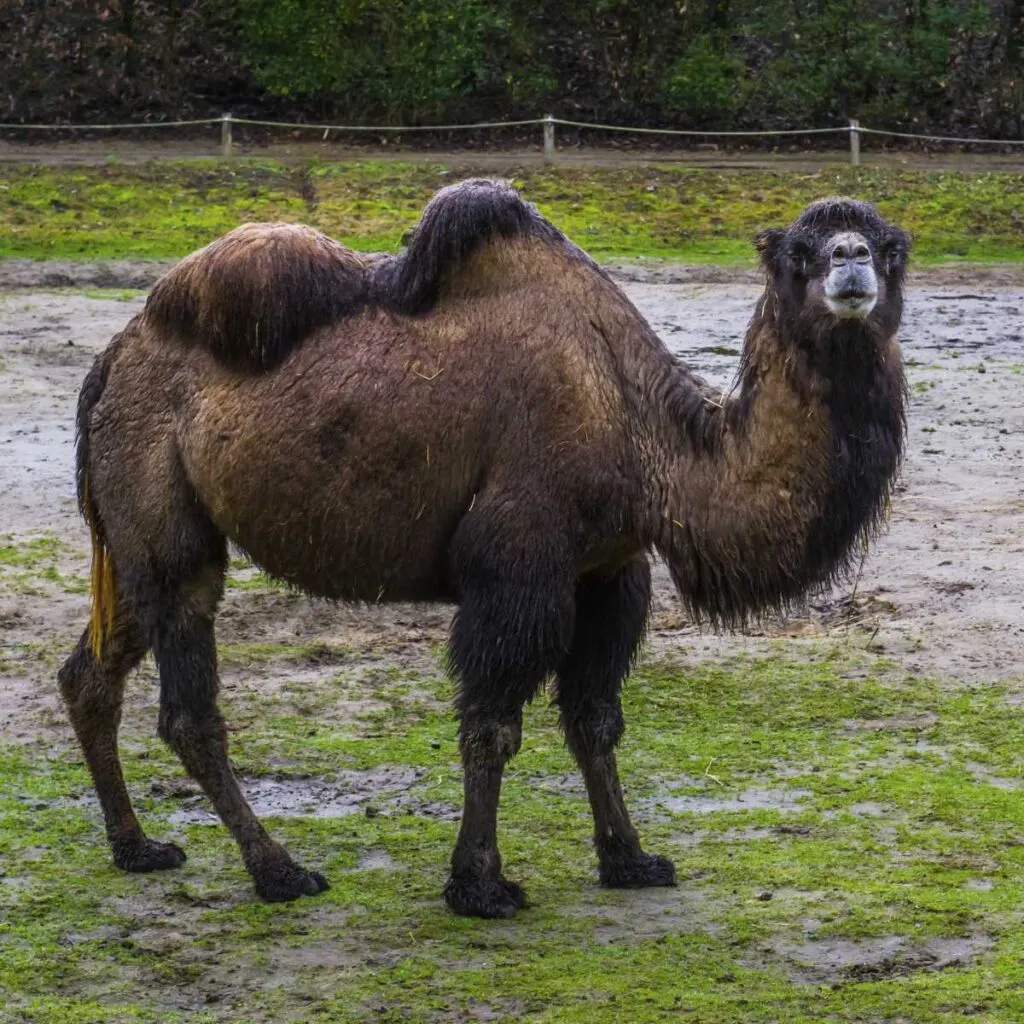 Types of Camels (with photos) - Factopolis