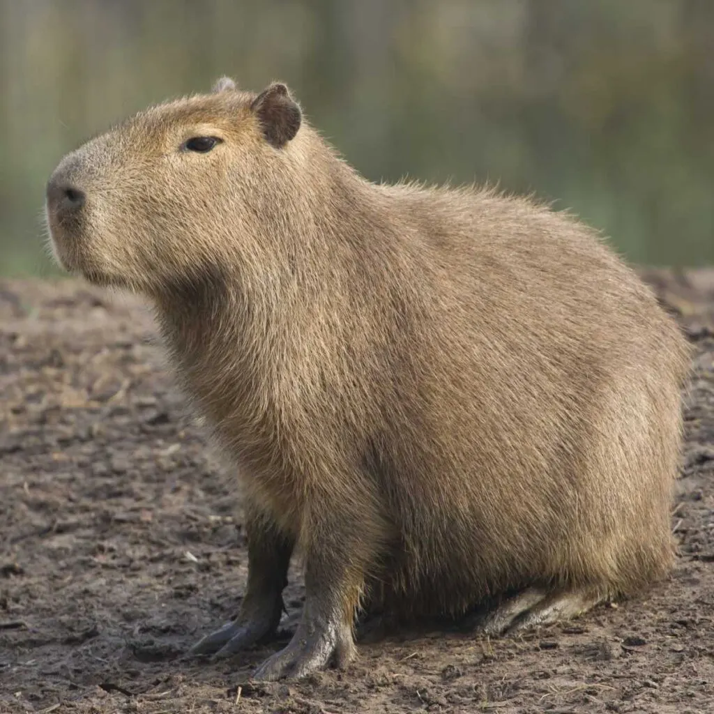 10 Facts About Capybaras - Factopolis