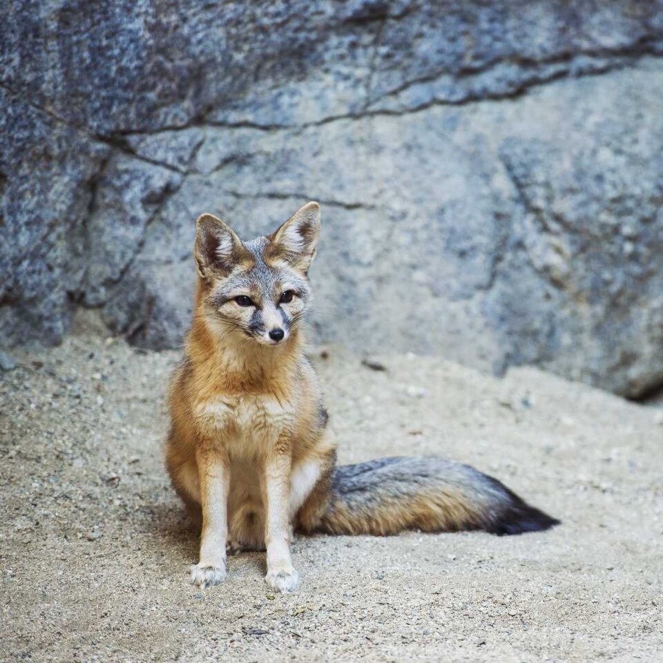 Fox Rypes Types of Foxes (with photos) - Factopolis