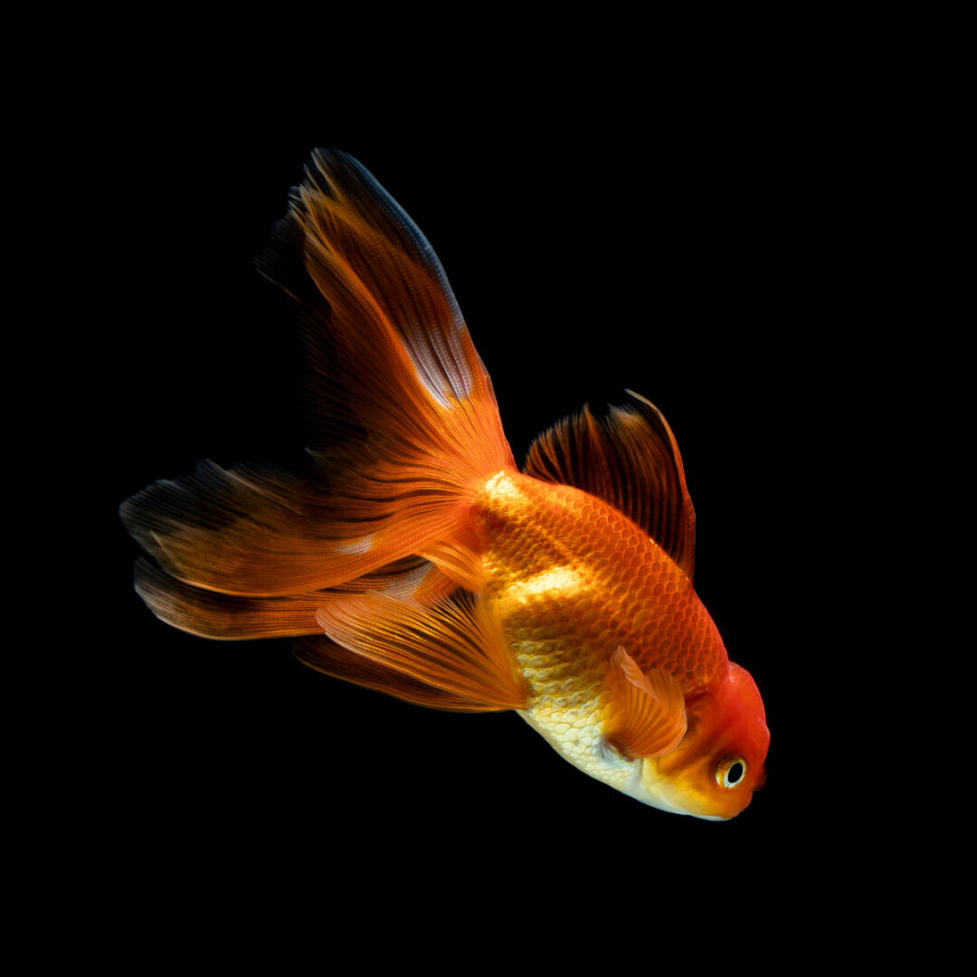 Image showcasing 10 Facts About Goldfish You Need to Know - Factopolis