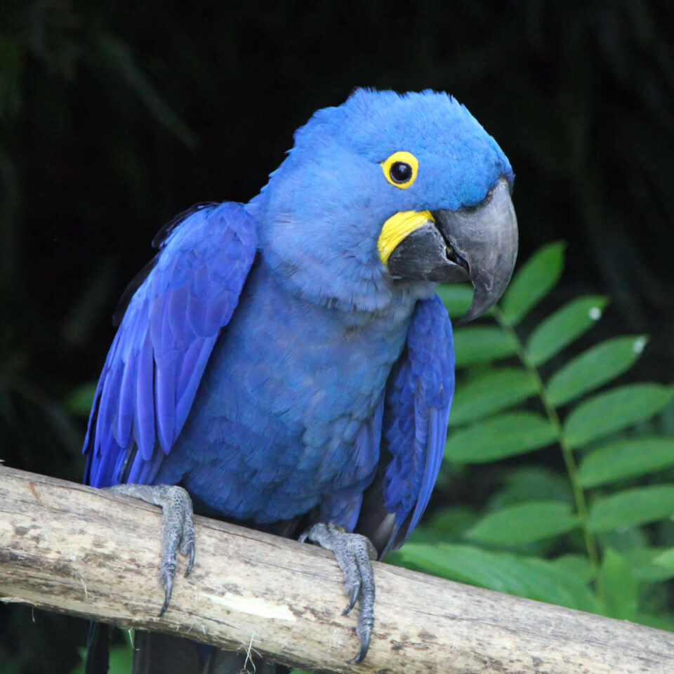 15 Intriguing Facts About Parrots - Factopolis