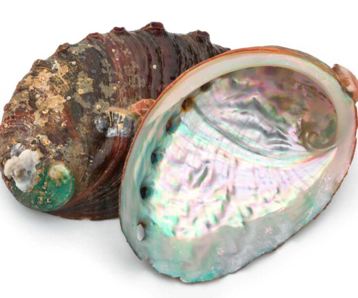10 Interesting Facts About Abalones - Factopolis