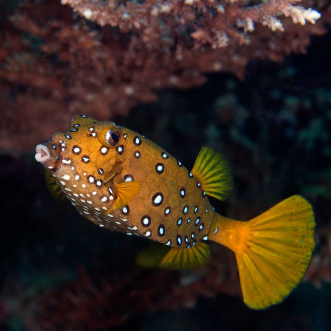 10 Fun Facts About The Boxfish Factopolis 10 Fun Facts About The Boxfish Factopolis