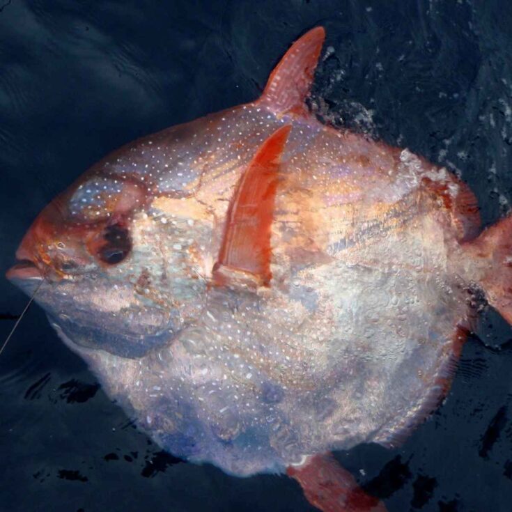 Eucryphycus Fish 50 Unique Facts About Fish - Factopolis