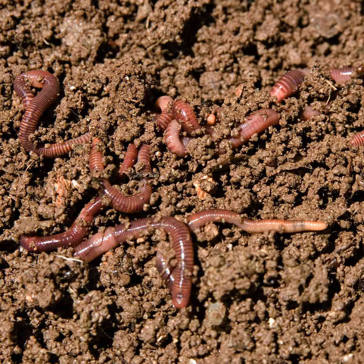 10 Fun Facts About Earthworms - Factopolis