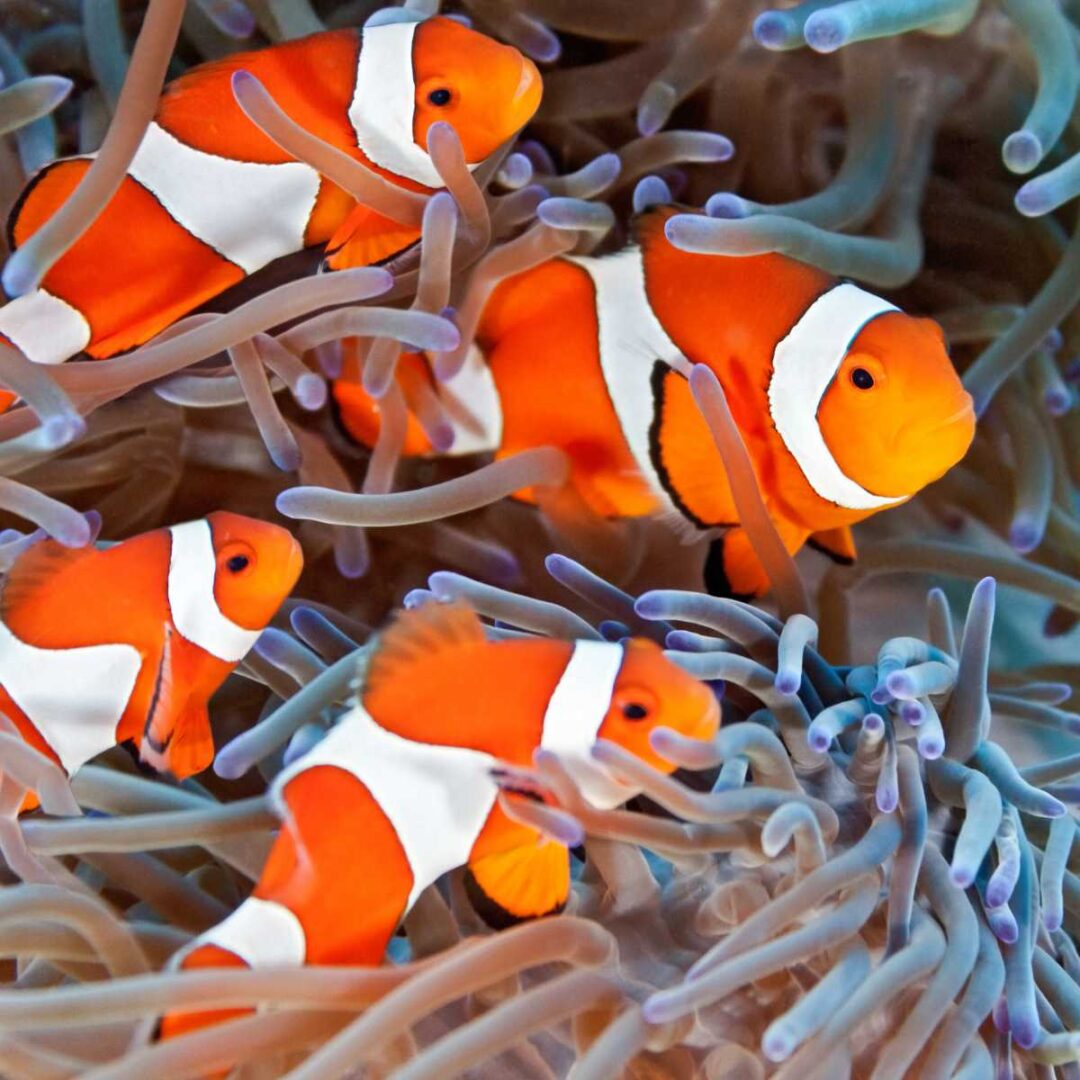 10 Fun Facts About Clownfish Anemonefish Factopolis 10 Fun Facts About Clownfish Anemonefish Factopolis