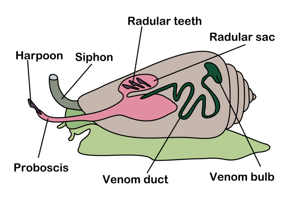 Cone snail anatomy simple diagram