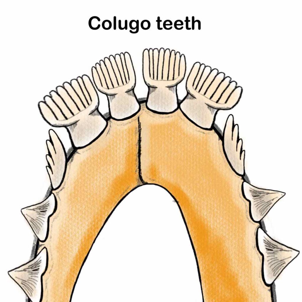Diagram of colugo teeth (lower jaw)