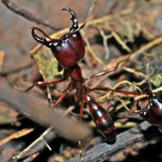 Facts about driver ants