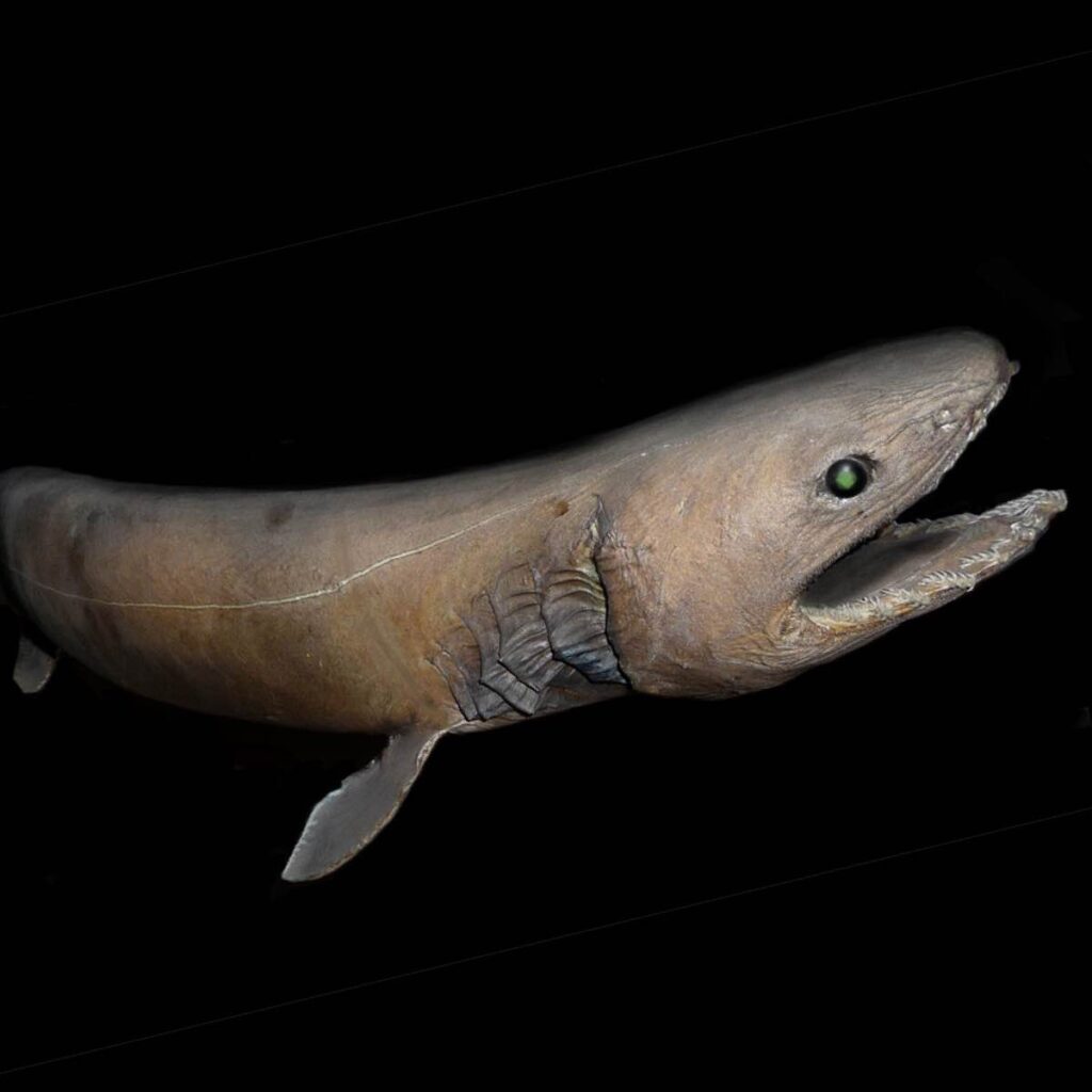 Facts about frilled sharks