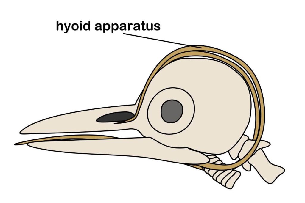 Diagram of hyoid apparatus (bones) of downy woodpecker