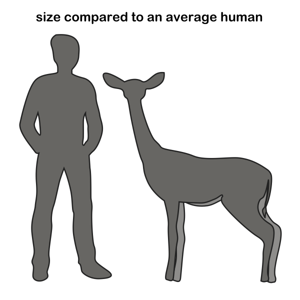 Gerenuk size compared to human